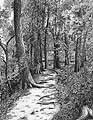Conkles Hollow, West Rim Trail - Ballpoint pen artwork by Vincent Whitehead