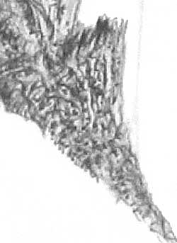 Layout sketch for 'The Gilbert Home'