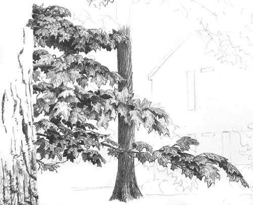 Drawing Trees - close up of foreground leaf drawing finished
