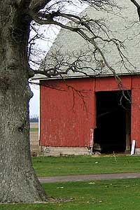 Oak tree reference photo