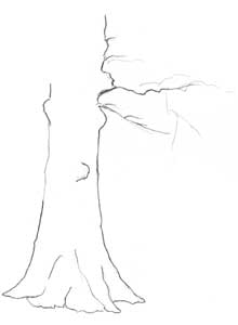 Oak Tree - layout example